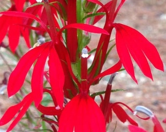 Lobelia cardinalis 'Cardinal Flower' 200+ Seeds