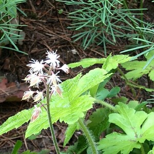 Tiarella wherryi 'Sugar & Spice' Foam Flower 50 Seeds afbeelding 2