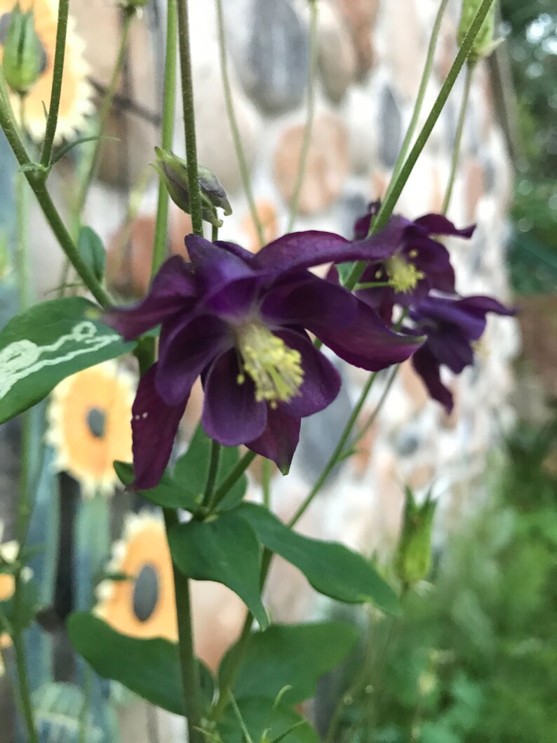 Aquilegia alpina 'Purple Columbine' 20 Seeds image 2