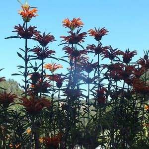 Leonotis leonurus Lion's Tail 25 seeds image 2