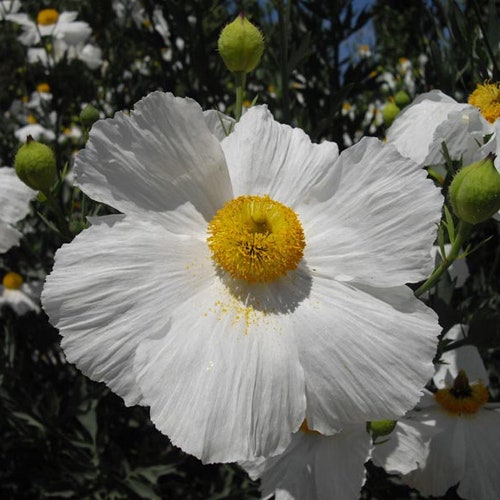 Romneya Coulteri 'matilija Poppy' 30 Seeds Etsy