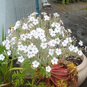 Geranium maderense alba White Cranesbill 10 Seeds image 1