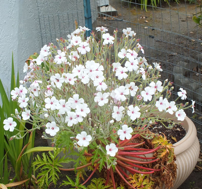 Geranium maderense alba White Cranesbill 10 Seeds image 1