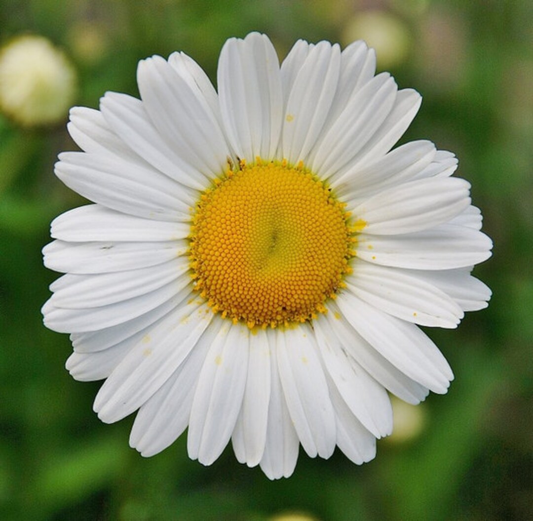 Leucanthemum shasta Daisy 'becky' 50 to 100 Seeds Etsy