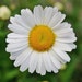 see more listings in the Spring Sow Perennials section