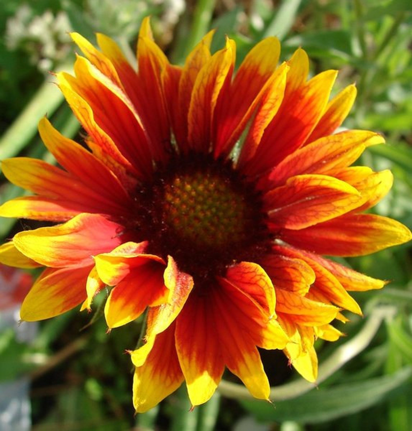 Gaillardia pulchella Blanket Flower 50 Seeds Etsy