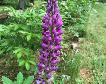 Lupinus polyphyllus 'Purple Lupine' 25 Seeds