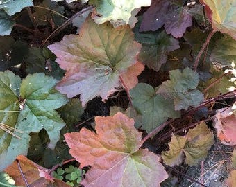 Heuchera micrantha 'Purple Palace' (Coral Bells) 100-150 Seeds