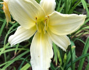 Daylily 'Dad's Best White' 10 Seeds