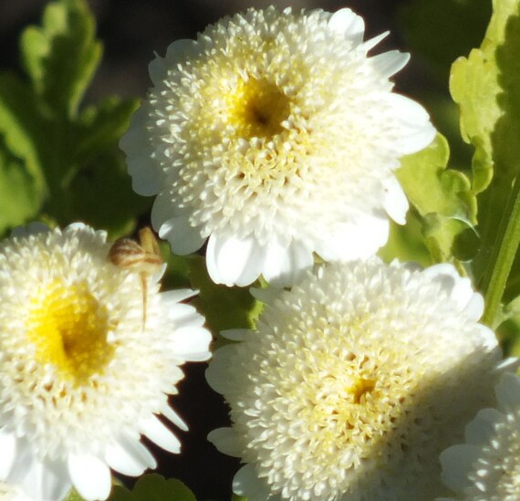 Tanacetum parthenium White Feverfew 200 Seeds