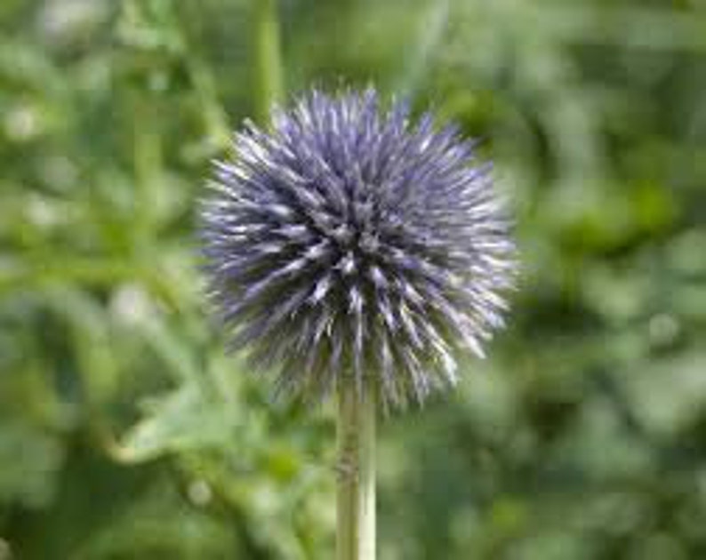 Echinops bannaticus 'Blue Glow Globe thistle 20 Seeds image 1