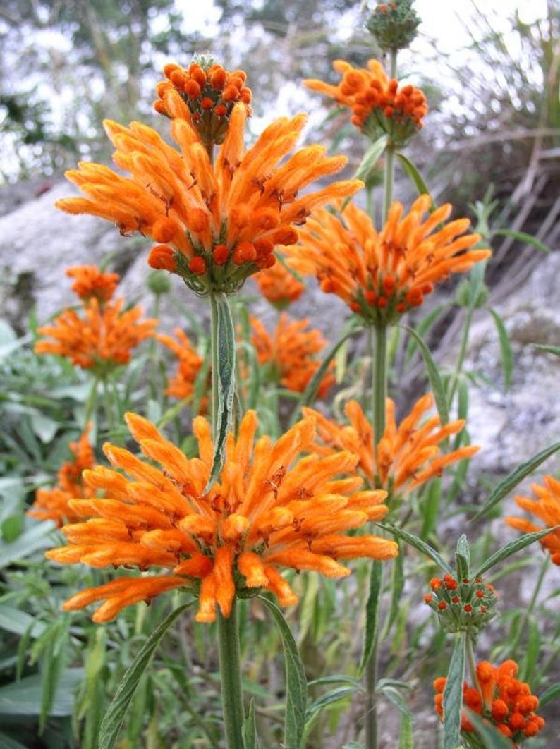 Leonotis leonurus Lion's Tail 25 seeds image 1