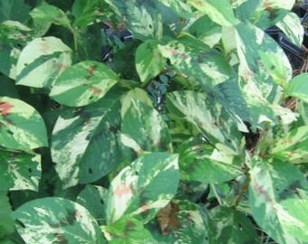 Persicaria virginiana 'Painter's Palette' 25 Seeds