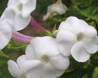 Phlox paniculata 'David' (Tall Garden Phlox) 30 Seeds