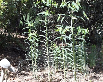 Euphorbia lathyris (Gopher Spurge) 15 Seeds