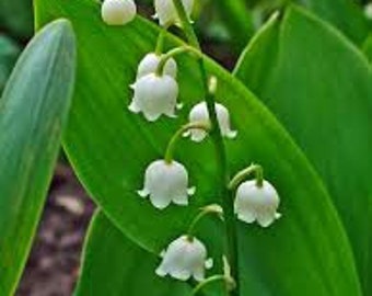 Convallaria majalis 'Lily-of-the-Valley' 5 berries