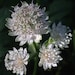 see more listings in the Fall Sow Perennials section