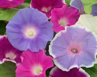 Ipomoea purpurea 'Morning Glory Mix' 25 Seeds