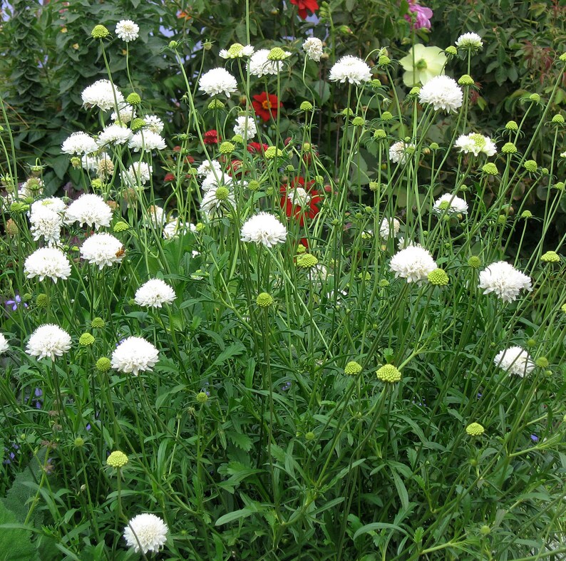 Scabiosa white Pincushion 25 Seeds Etsy