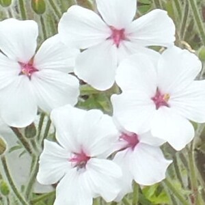 Geranium maderense alba White Cranesbill 10 Seeds image 2