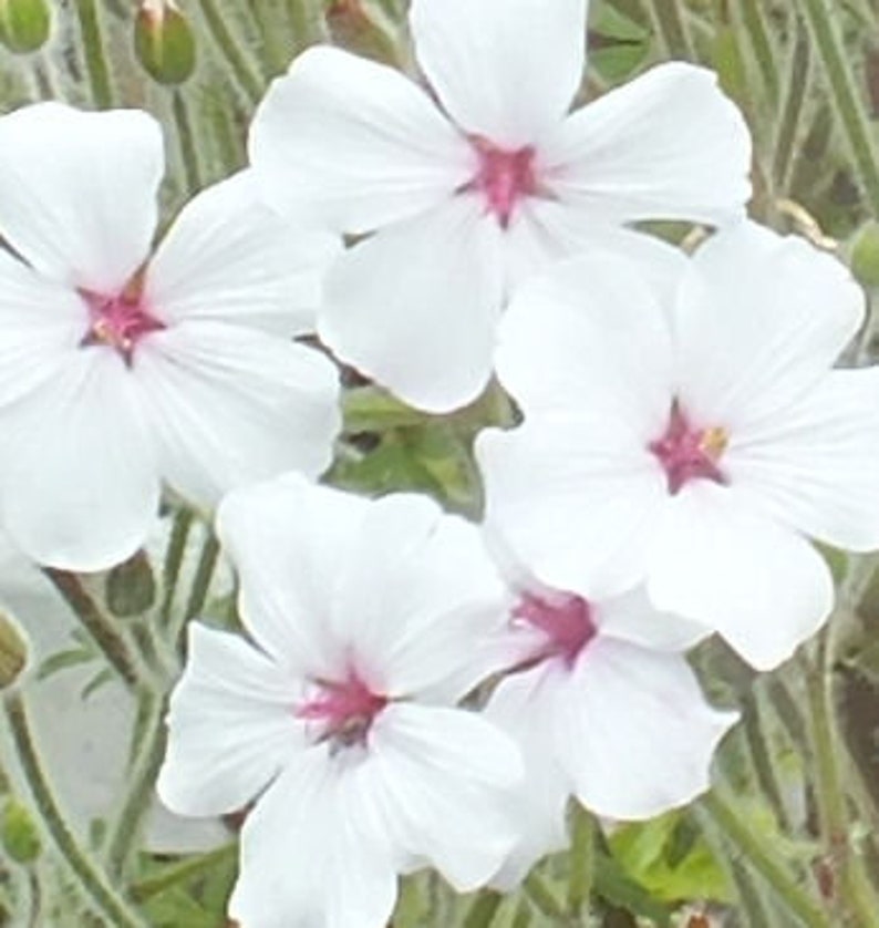Geranium maderense alba White Cranesbill 10 Seeds image 2