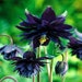 see more listings in the Fall Sow Perennials section