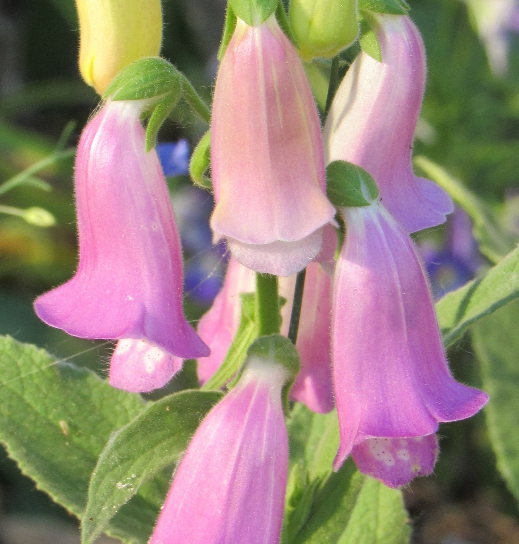 Digitalis thapsi Spanish Foxglove 100 Seeds Etsy