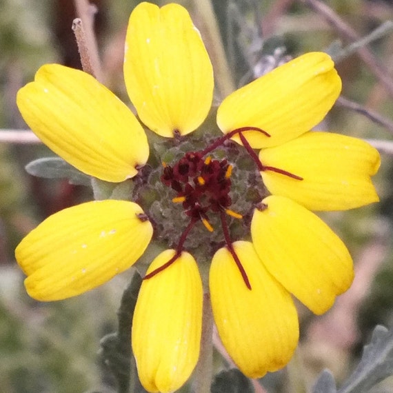 Berlandiera lyrata Chocolate Daisy 15 Seeds