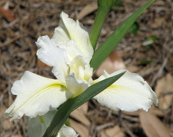 Iris sibirica (White Siberian Iris) 30 Seeds