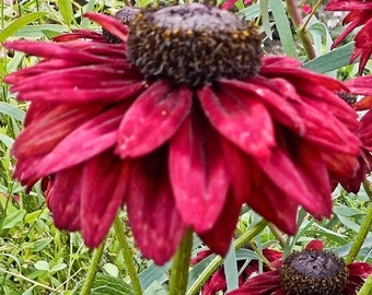 Rudbeckia hirta 'Cherry Brandy' 200 Seeds