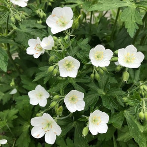 Geranium phaeum 'Album' Hardy Geranium 10 Seeds image 1