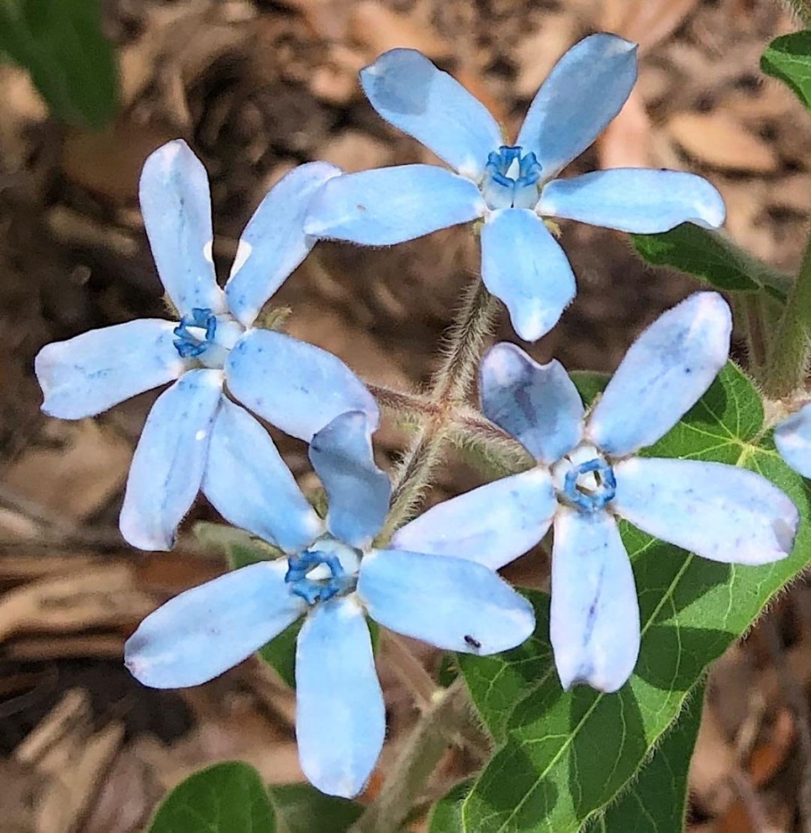 Blue tweedia tree