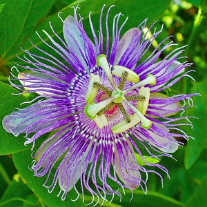 Passiflora incarnata 'Maypops' 10 Seeds