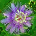 see more listings in the Spring Sow Perennials section