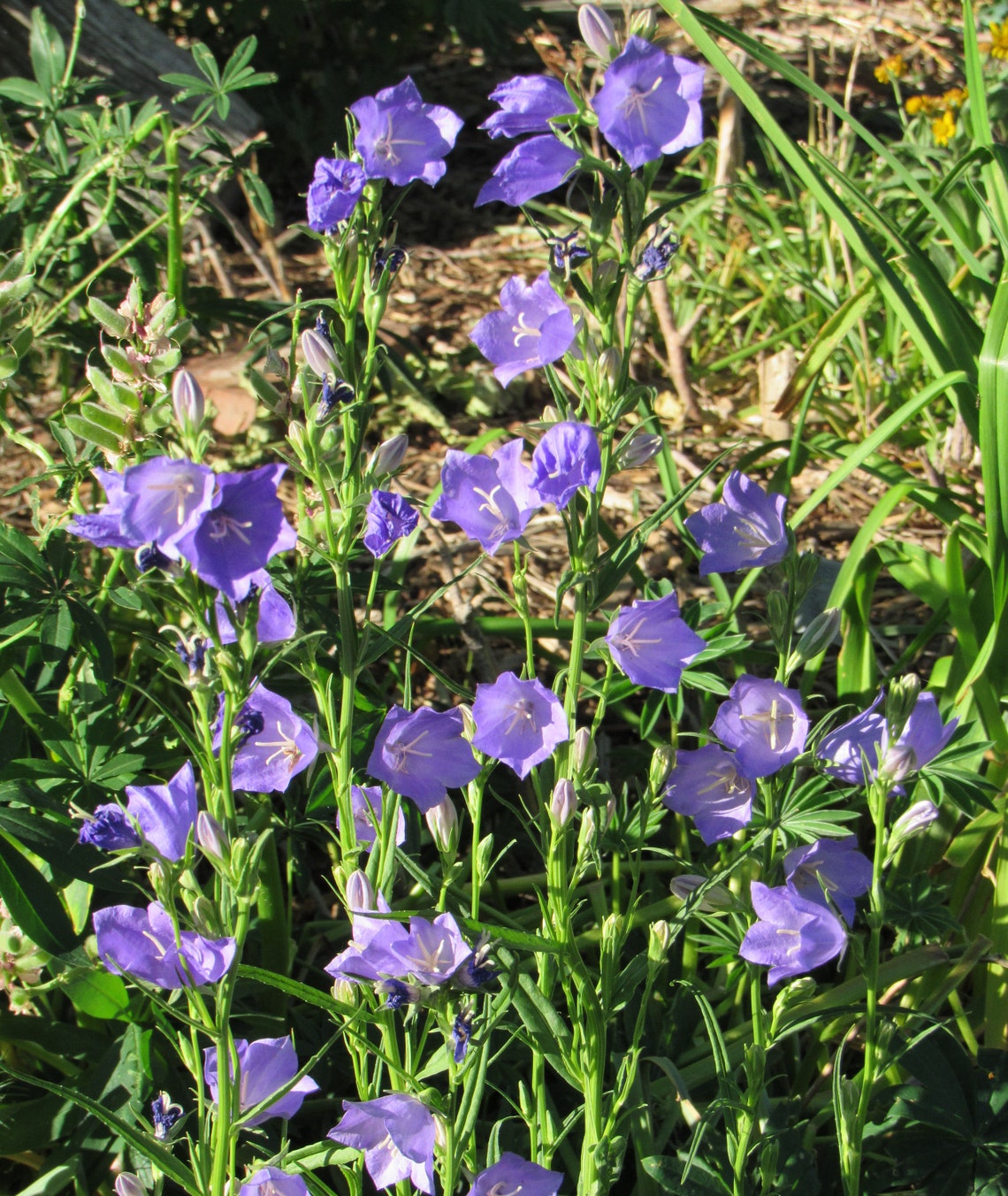 Campanula persicifolia Blue Peachleaf Bellflower 100 Seeds Etsy
