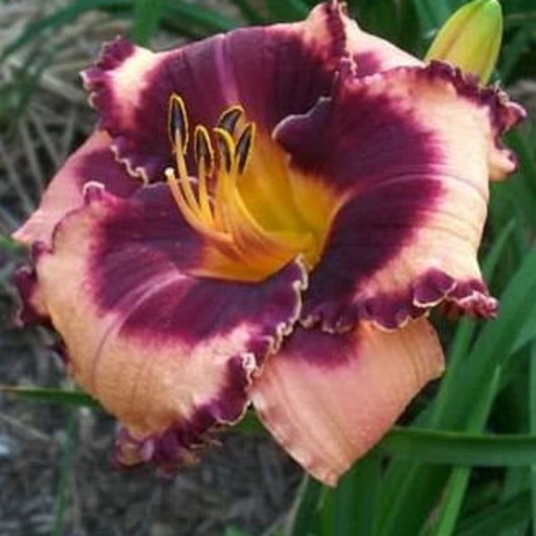 Daylily 'Pandora's Treasure' 10 seeds