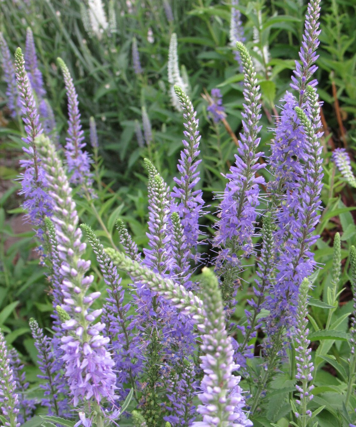 Veronica 50 Seeds Etsy