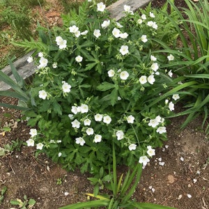 Geranium phaeum 'Album' Hardy Geranium 10 Seeds image 2