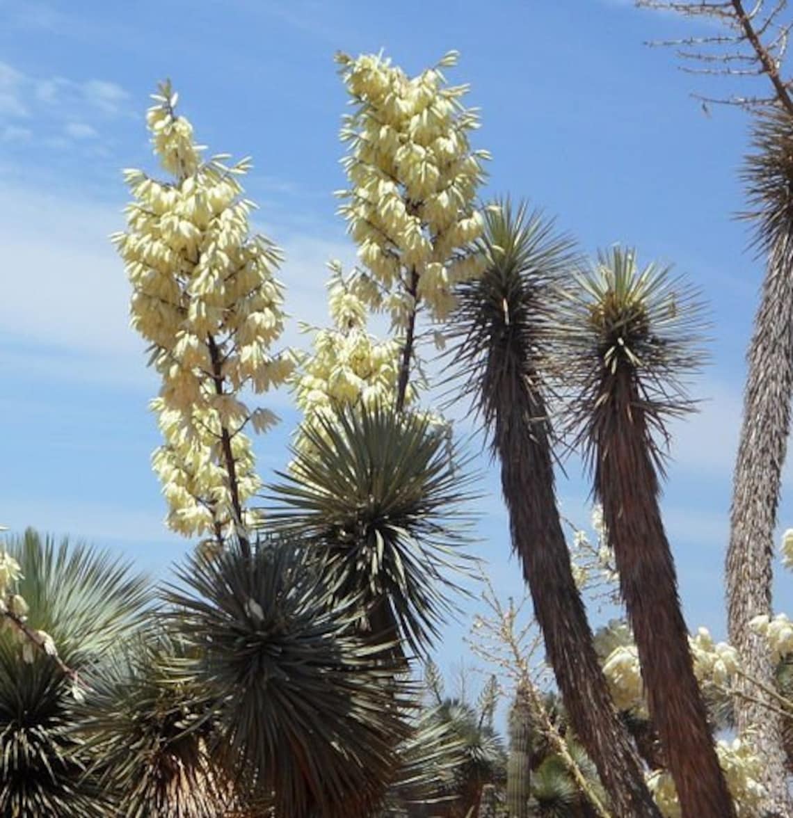 Yucca Elata For Sale