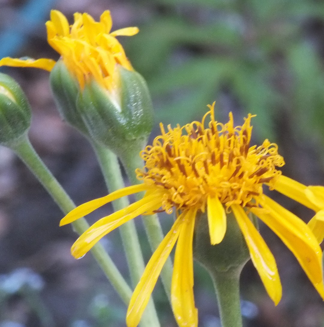 Ligularia Japonica japanese Ligularia 25 Seeds Etsy