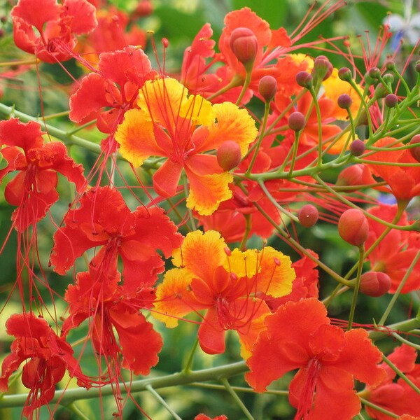 Caesalpinia Pulcherrima 'Mexican Bird of Paradise' 10 Seeds