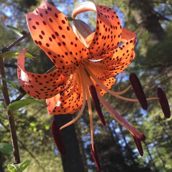 Tiger Lily Bulbs Etsy