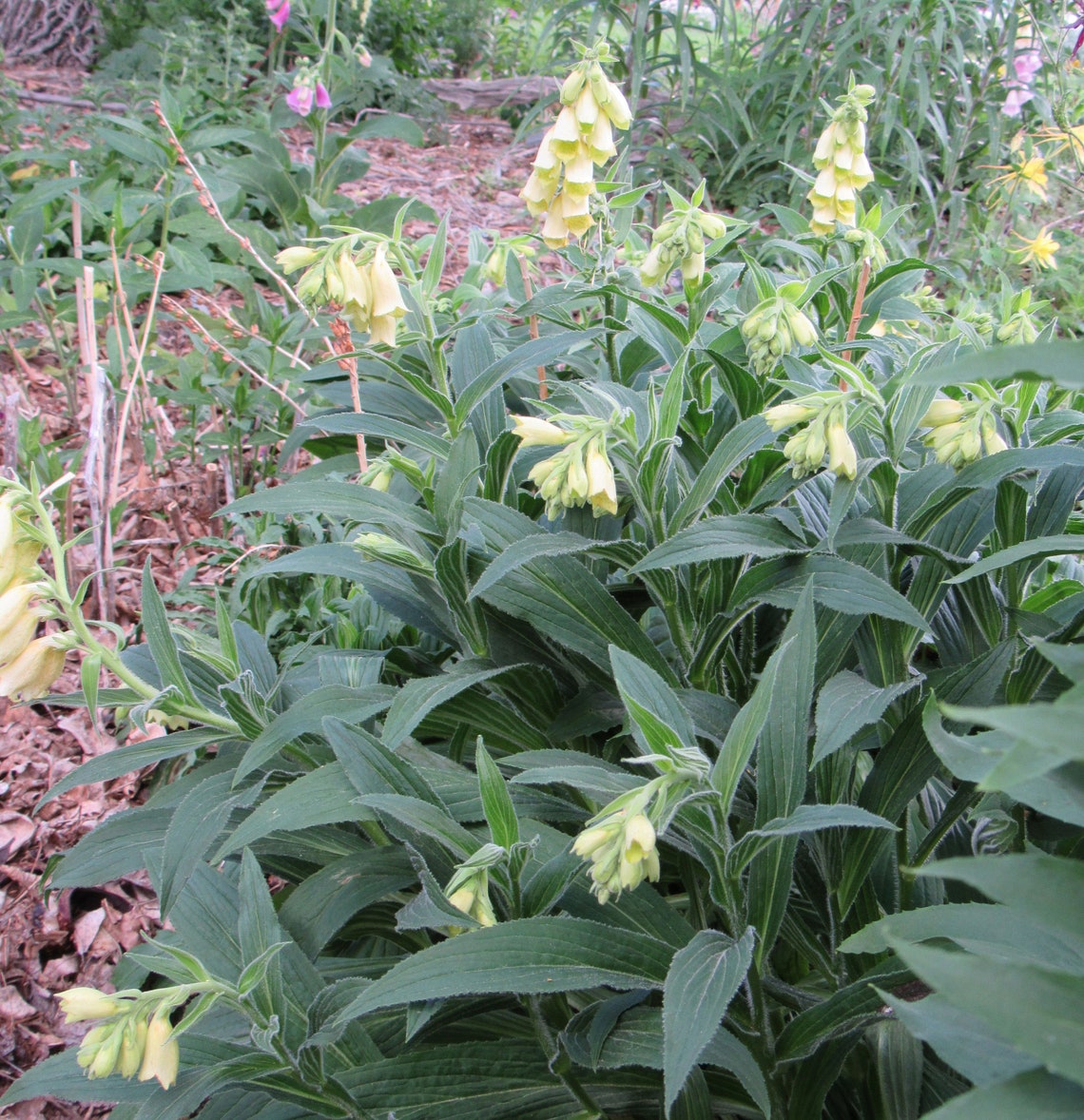 Digitalis grandiflora Yellow Foxglove 100 Seeds Etsy