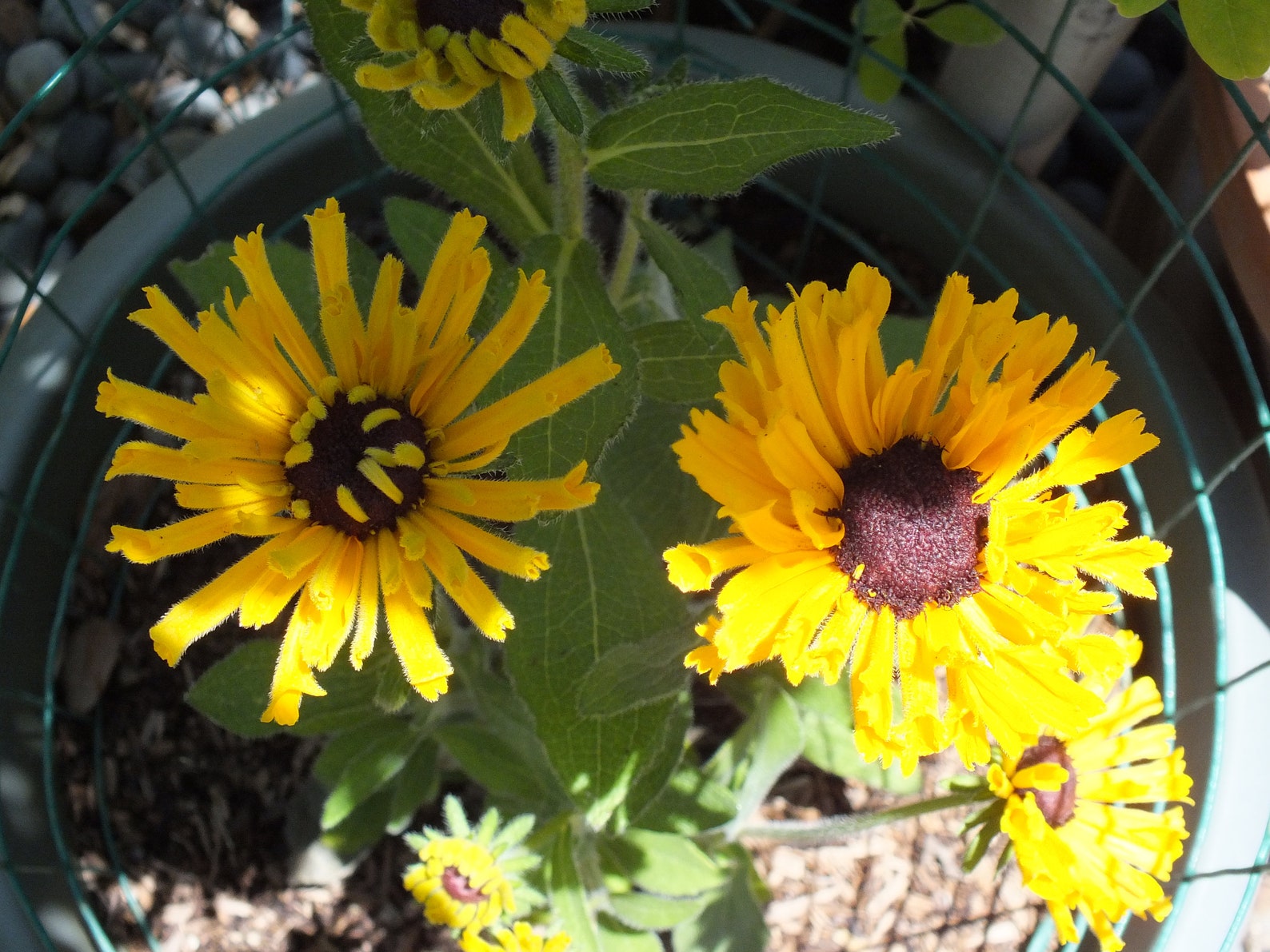 Rudbeckia Hirta 'chim Chiminee' 100 Seeds Etsy