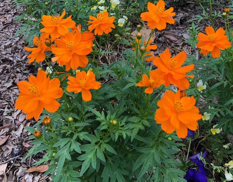 Cosmos Sulphureus 'cosmic Orange' 50 Seeds Etsy