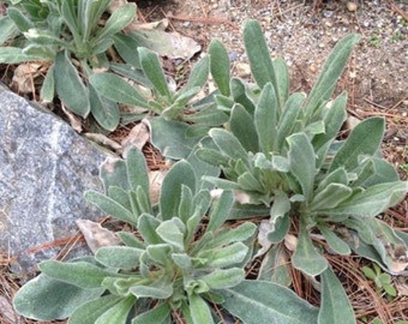 Lychnis Coronaria rose Campion 100 Seeds Etsy