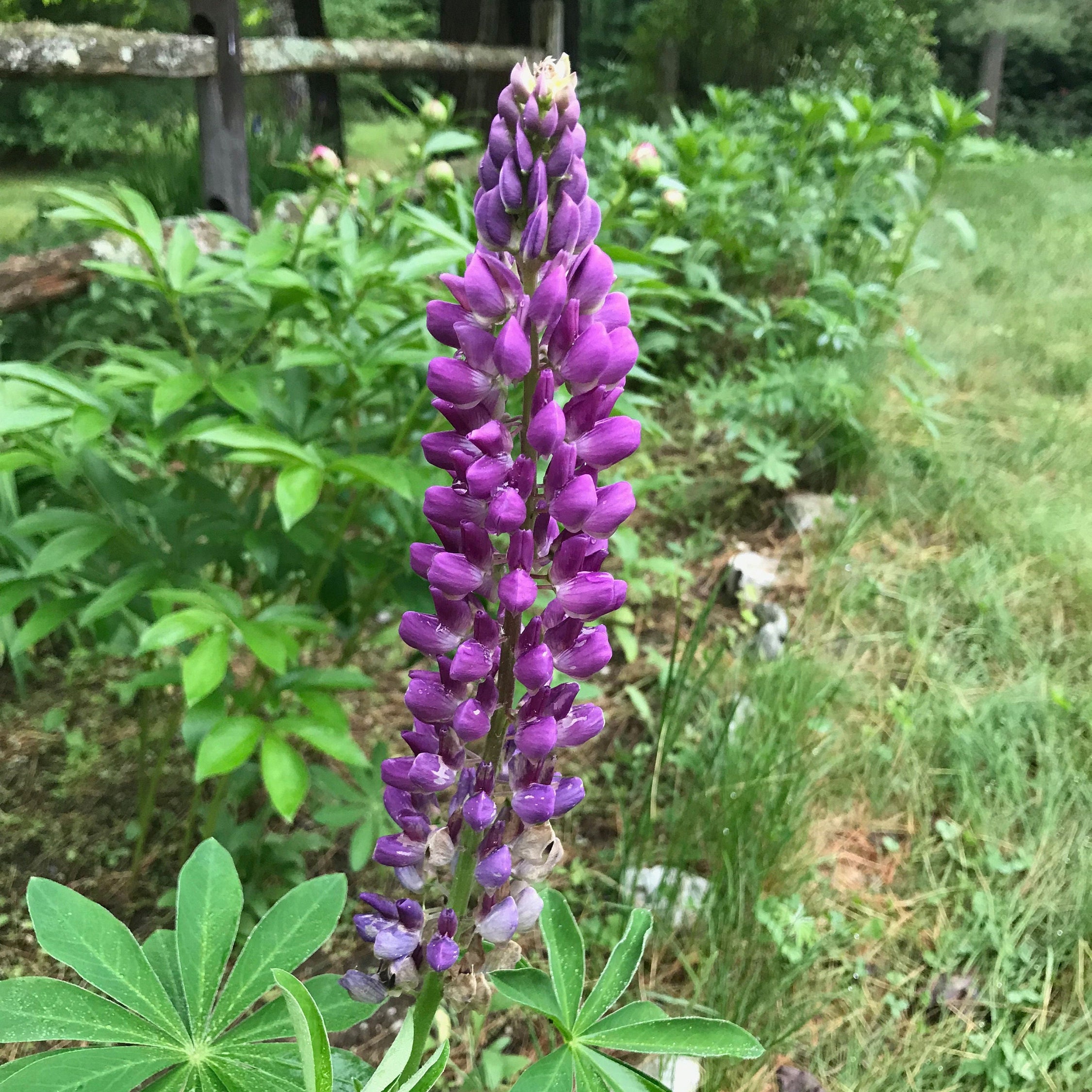 Lupinus polyphyllus Purple Lupine 25 Seeds Etsy