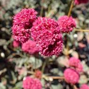 Eriogonum grande rebescens (Red Buckwheat) 50+ Seeds