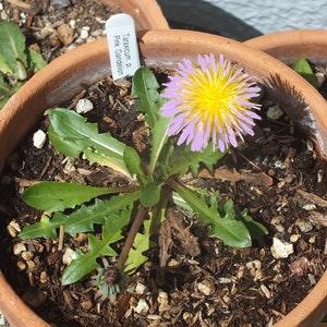 Taraxacum pseudoroseum 'Pink Dandelion' 10 Rare Seeds