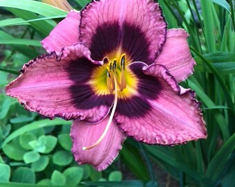 Daylily 'Storm Shelter' 10 Seeds